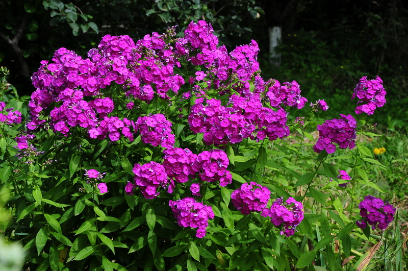 home plants